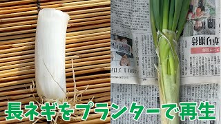 その２(Part 2)【家庭菜園】長ネギの再生栽培(リボベジ)に挑戦その２/Regenerative cultivation of spring onions(reborn vegetable)