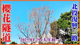 2025.01.29 (大年初一)北投復興三路櫻花隧道，目前只有一顆開滿花苞