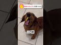 初めてのレモンを食べる犬 おもしろ動物動画 かわいい動物動画 いぬ