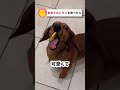 初めてのレモンを食べる犬 おもしろ動物動画 かわいい動物動画 いぬ