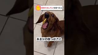 初めてのレモンを食べる犬 #おもしろ動物動画 #かわいい動物動画 #いぬ