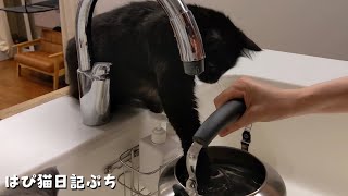 パパのお茶にはいつもモカちゃんの猫出汁が入っていた