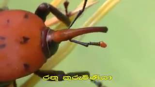 රතු කුරුමිණි හානිය