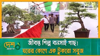 শিল্পকর্ম দেখলেই চোখ জুড়ায়! রাজশাহীতে চলছে বনসাই মেলা | Bonsai | Rajshahi  | Desh TV