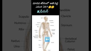 అతి పెద్ద ఎముక? #shorts #subscribe karo #gk #viral