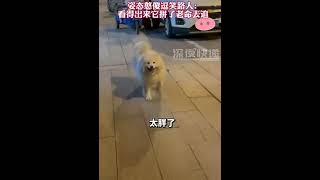 狗子散步跟不上主人步伐，姿態憨傻逗笑路人~