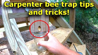 Carpenter bee trap tips and tricks! Things I wish I had known. #772