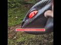 Toothless EVIL Mode Activated 🐉💀🔥 (Fragment Edit)