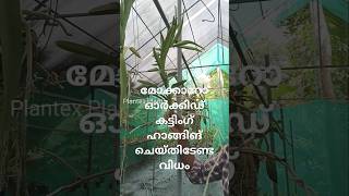 മോക്കാറോ ഓർക്കിഡ് കട്ടിംഗ് ഹാങ്ങിങ് ചെയ്തിടേണ്ട വിധം #orchidnursery #plantex#mokkaraorids