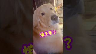 🍠焼き芋のお誘い #子犬 #goldenretriever #ゴールデンレトリーバーgolden #愛犬 #dog #可愛い #犬のいる生活