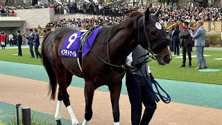 東京競馬　パドック　11R 第41回フェブラリーS(2024.2.18)