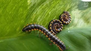 #yellowspottedmillipedes, yellow spotted millipedes ❤️#yellow #spotted #millipede