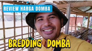 REVIEW HARGA INDUKAN DOMBA ✅BREDDING DOMBA