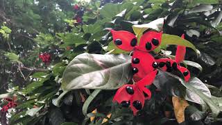 Sterculia lanceolata