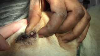 Mangoworm on the eye lid of a dog in The Gambia