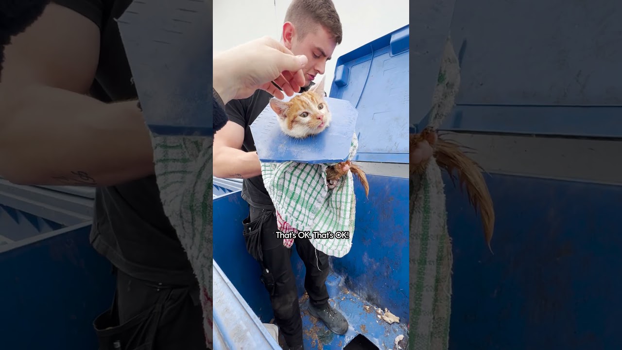 Crying Kitten Was Stuck In A Dumpster | The Dodo #thedodoanimals #cat ...