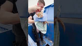 Crying Kitten Was Stuck In A Dumpster | The Dodo  #thedodoanimals #cat