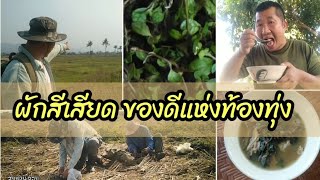 ผักสีเสียด​ ของดีแห่งท้องทุ่ง[ของกิ๋นบ้านเฮาEP.04]​