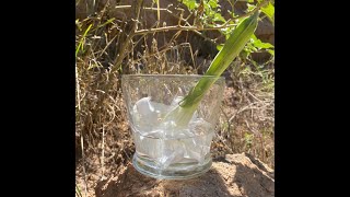 Datura Flower Essence Making