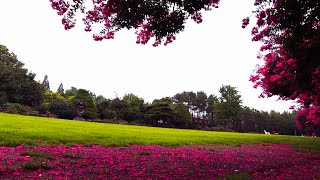 비오는 전주수목원 Relax, Rainy Jeonju Arboretum/ 오늘도 수고했어요 괜찮아요 다 괜찮아요^^ #전주수목원 #빗소리 #relax #jeonju #Korea