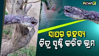 ହାତ ନା ସାପ? ସାପର ଭ୍ରମ କଲା ଚିତ୍ର, ଭାଇରାଲ ହେଲା ଭିଡ଼ିଓ