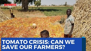 Tomato Farmers in Crisis: Can the Government Help?