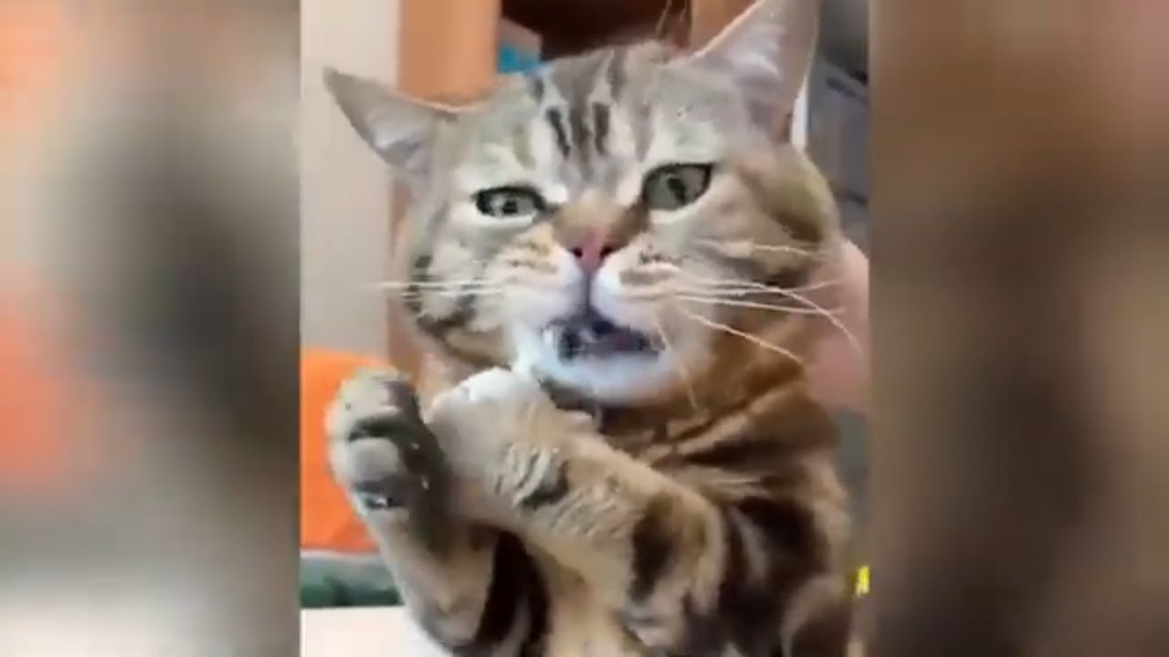 Hilarious Cat Moments Volume 5 Youtube