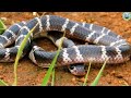 common krait snake কালকেউটে সাপ bungarus caeruleus @ourhistoricalandbeautifulbangl snake sap