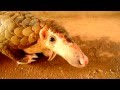 Thai wildlife: Pangolin (scaly anteater) Endangered species saved from dogs - buriram - Thailand