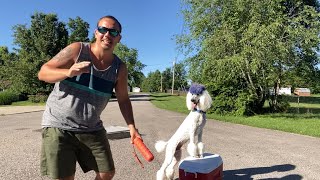 Standard Poodle Training Session (Basics)