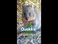 Quokka on Rottnest Island.