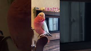 テレビをつけようとする飼い主にダメ出しするオウム【おしゃべりモモイロインコの春ちゃん】#shorts