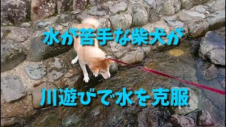 柴犬が川遊びで水嫌いを克服‐初めての犬かき｜柴犬こま｜Shiba Inu overcomes water dislike by playing in the river