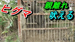 ヒグマを箱罠で捕獲しました !