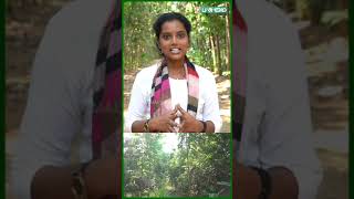 தனி மனிதன் உருவாக்கிய மிகப்பெரிய உணவுக்காடு 🔥 | #foodforest  | #shorts  | #pasumaivikatan