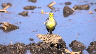 นกเด้าลมหัวเหลือง / Cirtrine Wagtail / Montacilla cirtreola