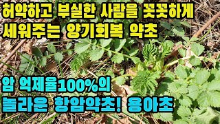 짚신나물(용아초,선학초)--나이들어 허약하고 부실해진 남자의 양기를 드높히고, 탁월한 항암작용, 심장을 튼튼히해 강한 체력을 만들어주는 놀라운 약초