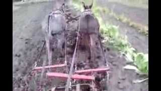 Miniature Donkeys working with a spring tooth harrow