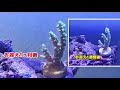 【海水水槽2】 5 生体お迎え状況！