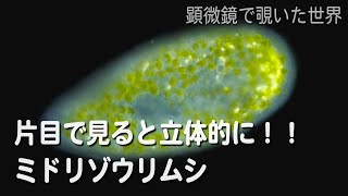 ミドリゾウリムシ(Paramecium bursaria)　【淡水の原生生物】