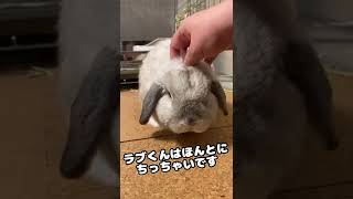 一人暮らしうさぎ飼いが帰ってきた時にまずすること #shorts