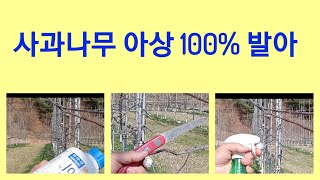 사과나무 아상 100% 발아(4월중)