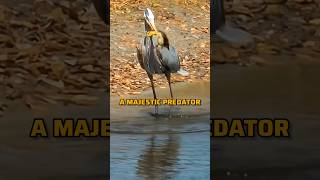 The Heron's Unexpected Snack #shorts #ytshorts #trending