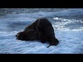 mating game otters prince albert national park