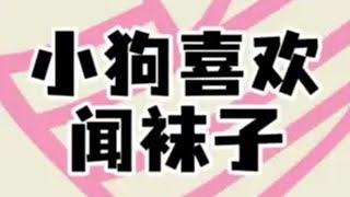 为什么小狗喜欢闻臭袜子？小狗狗能有什么坏心思轻漫计划 小狗 狗狗 宠物