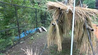 今年も稲が良く実りました　赤羽自然観察公園の稲刈り後の田んぼ