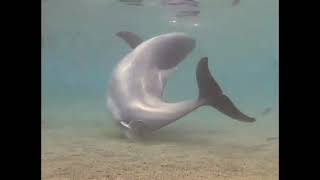 Baby Dolphin comes out#Dolphin lovely#Incredible Dolphin Birth#ডলফিন বাচ্চা খুব সুন্দর মুহূর্ত 🐬