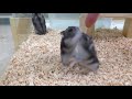 二足歩行をするジャンガリアンハムスターちゃん ／ adorable hamster attempts to walk on two legslegs