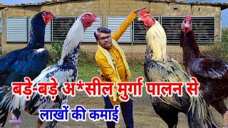 बड़े-बड़े देशी मुर्गे पालन से लाखों कमाई।।Deshi A*seel Murgi Palan se Lakhon kamai Chhattisgarh Men।