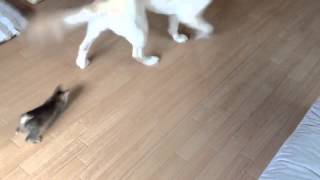 ぽんちゃん流猫じゃらしの使い方